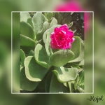 profile img