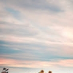 profile img