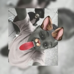 profile img