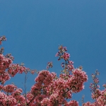 profile img