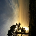 profile img